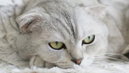 爱游戏智能体验-三国混合接力强强对话 节奏决定胜负，有组合技能的三国回合游戏