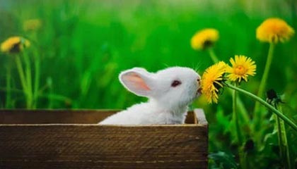 爱游戏游戏平台-西甲裁判语言模型在多语言环境下提升判罚效率，西甲著名裁判