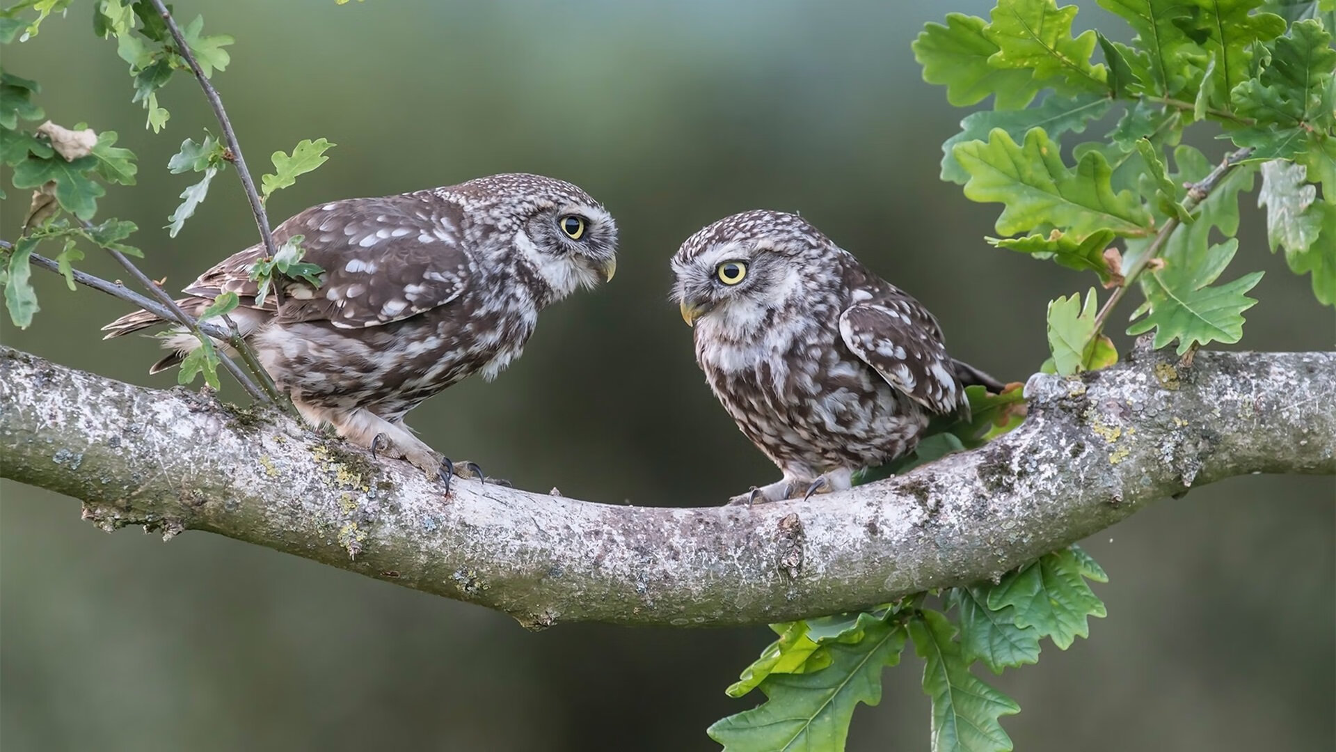 未来NBA:联盟数字化战略的深度探讨,nba未来联盟第一人