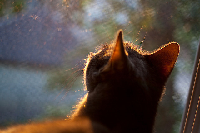 篮板攻防：北京篮板抢得48个，把握比拼主动权，篮板规则