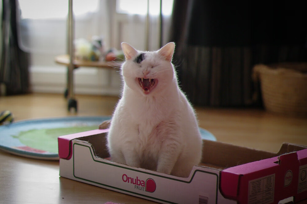 青训产业化步伐坚定，逐步建立完善的青少年发展生态体系，青训理念