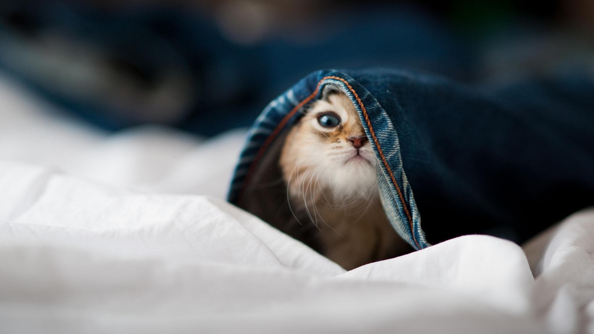 莱斯特城青训新秀崭露头角，备受球迷瞩目，莱斯特城球队