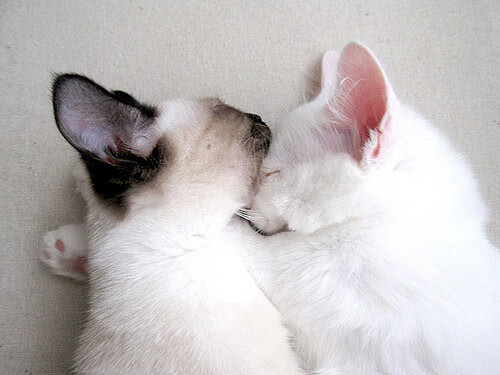 中超球队年度数据分析可视化仪表板展示,中超联赛队标