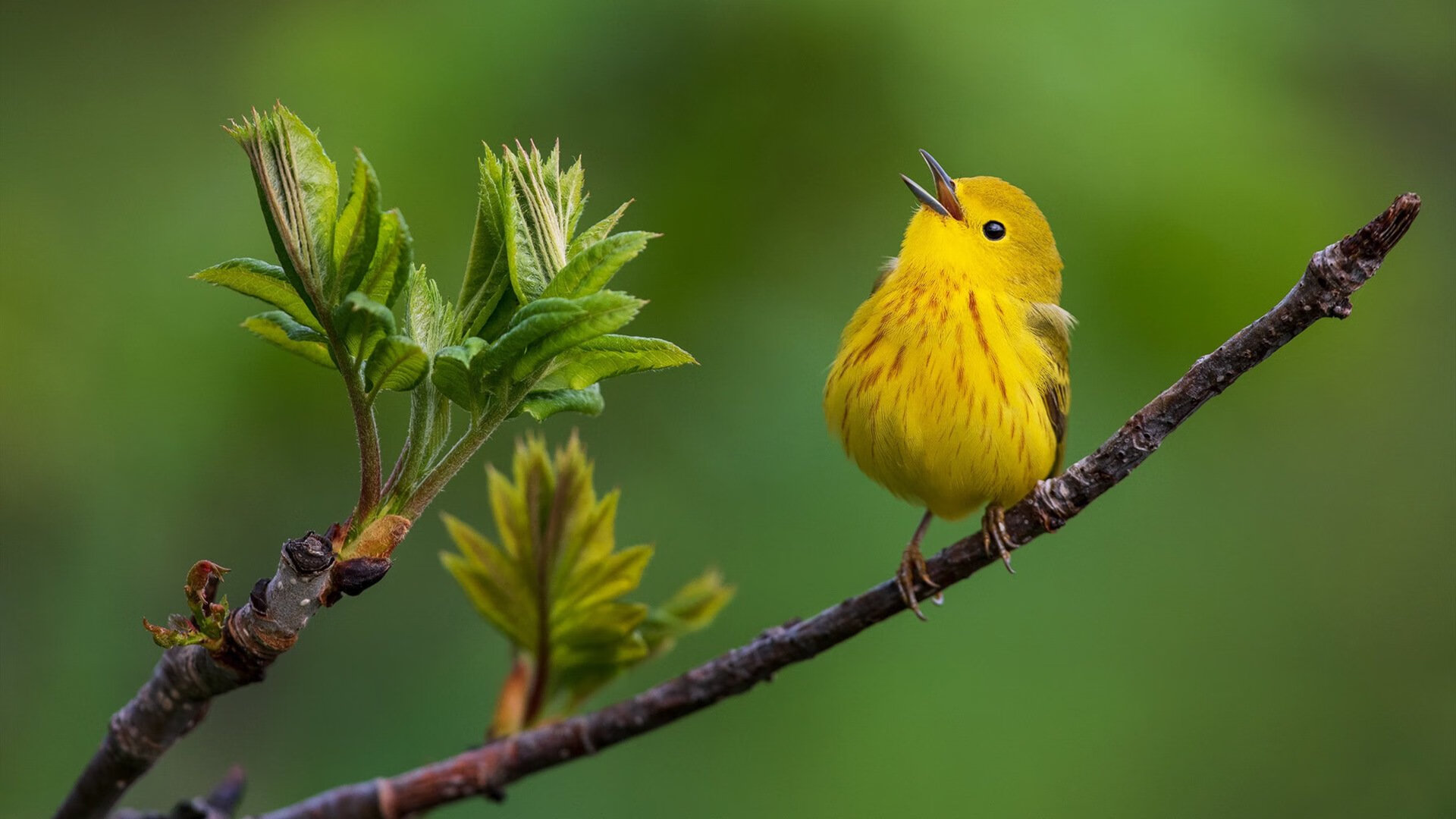 中超球队年度数据分析可视化仪表板展示,中超联赛队标