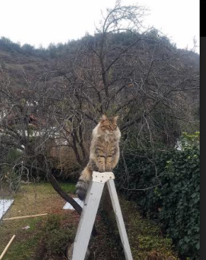 AYX GAMES-西甲裁判系统集成多语种实时翻译+语义整合模块，西甲足球裁判