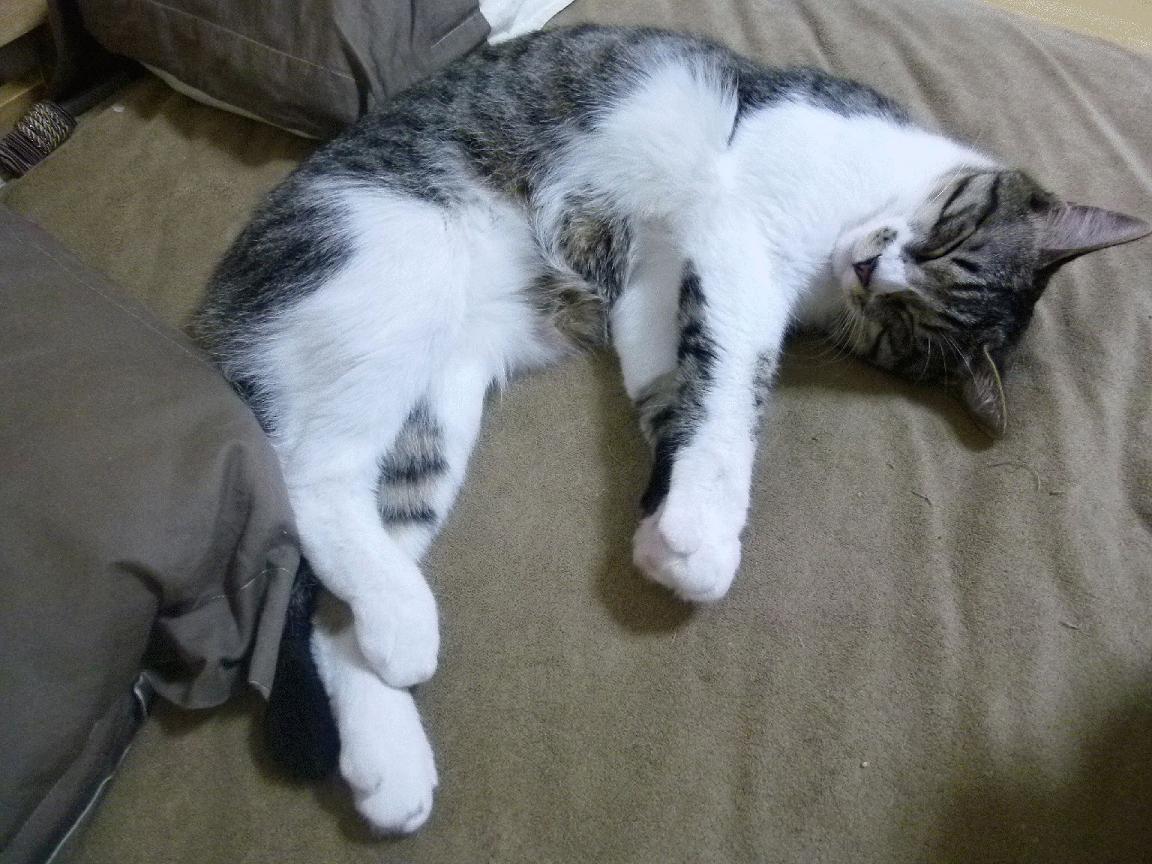 俱乐部缺少科学预算管理工具，俱乐部预算表格