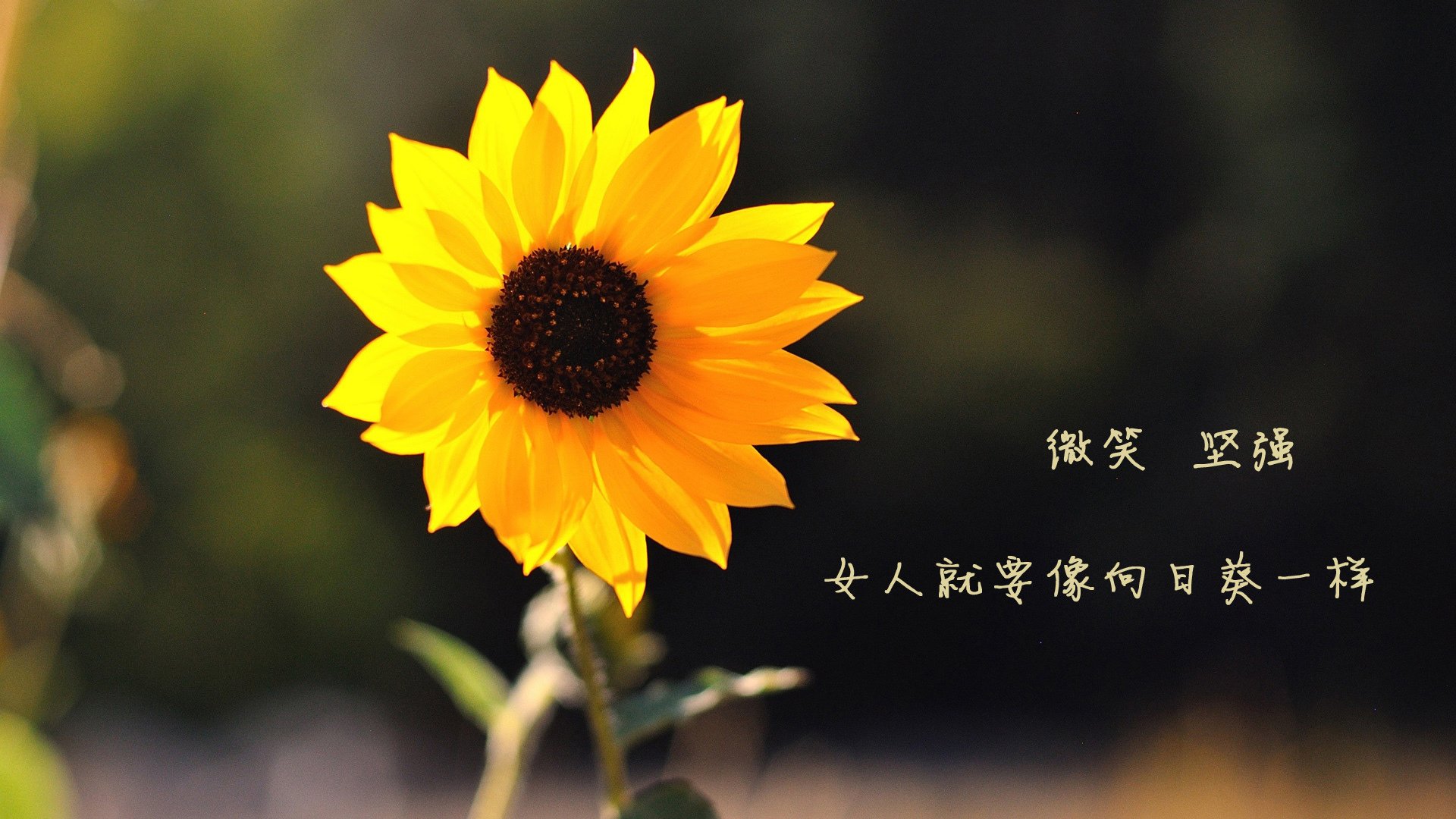 佛罗伦萨传控打法构建多样进攻路径,佛罗伦萨传奇球星