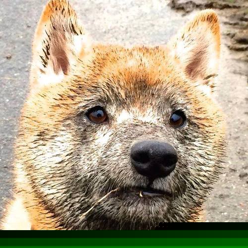 国家队恢复期管理为何不成体系,国家队什么时候救市